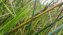 Glabridorsum stokesii