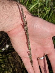 Arctagrostis latifolia