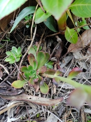 Echeveria bicolor