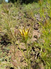 Cordylanthus wrightii tenuifolius