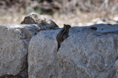 Callospermophilus lateralis certus