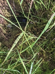 Arctagrostis latifolia