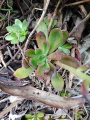 Echeveria bicolor