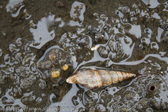 Ophiodermella inermis