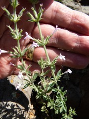 Hedeoma oblongifolia