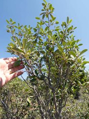 Frangula californica ursina