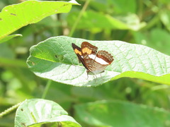 Adelpha iphicleola