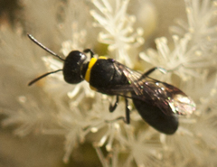 Hylaeus primulipictus