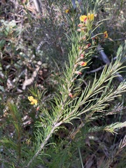 Dillwynia elegans