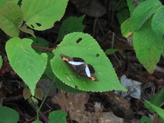 Adelpha iphicleola