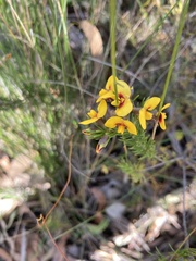 Dillwynia elegans