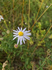 Aster altaicus