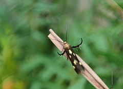 Eretmocera impactella