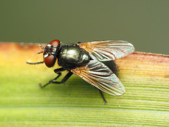 Gnadochaeta