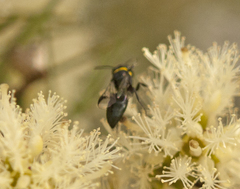 Hylaeus primulipictus
