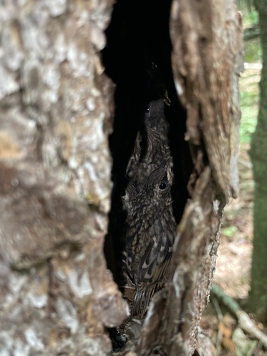 Grimpereau brun (Certhia americana)
