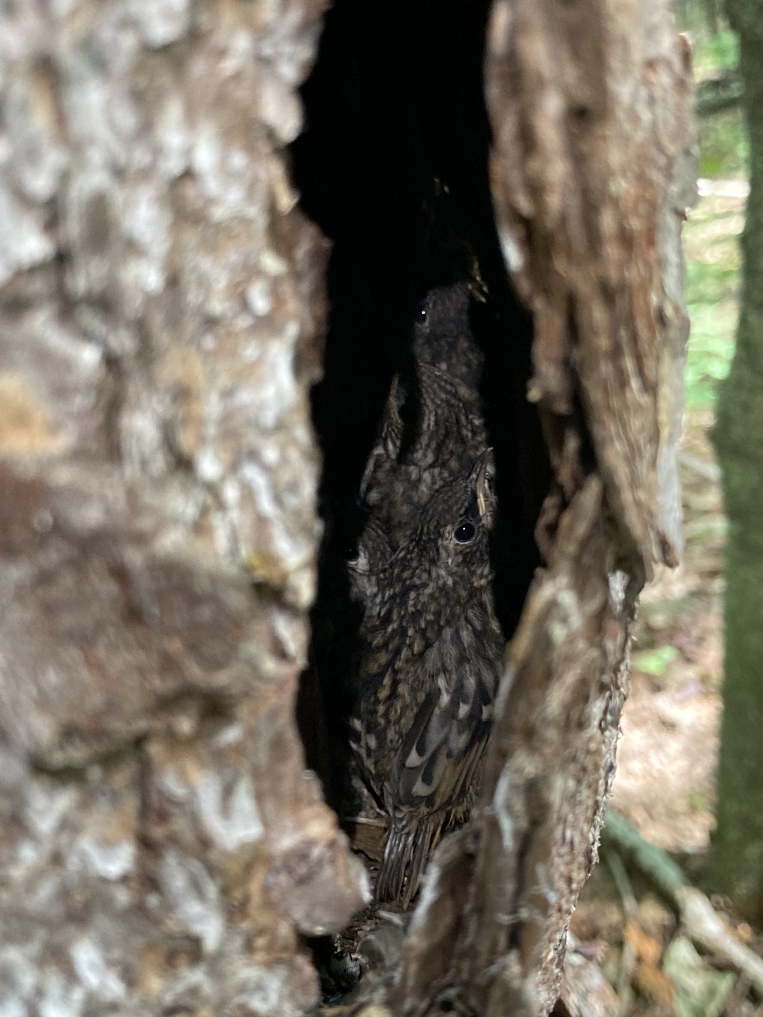 Brown Creeper (Certhia americana)