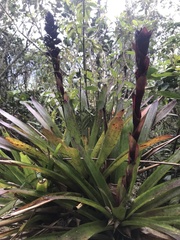 Guzmania mitis