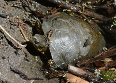 Actinemys marmorata pallida