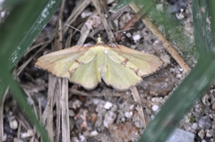 Corymica pryeri