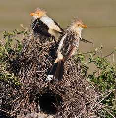 Guira Cuckoo photo 5