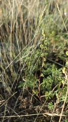 Artemisia gmelinii