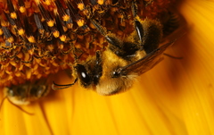 Bombus griseocollis