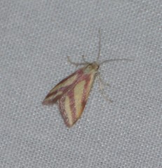 Microtheoris vibicalis