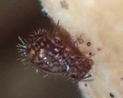 Ptenothrix marmorata