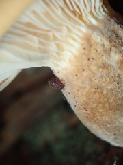 Ptenothrix marmorata