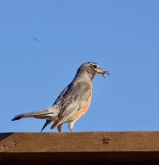 Turdus migratorius