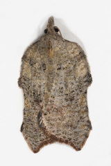 Acleris effractana