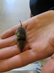 Sorex tundrensis