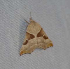 Plataea blanchardaria