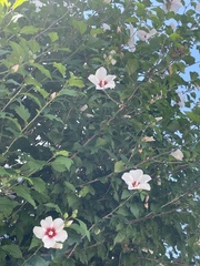 Hibiscus syriacus
