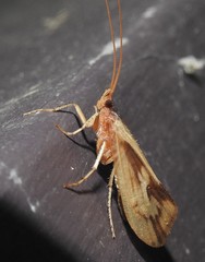 Platycentropus radiatus