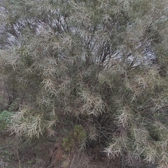 Hakea leucoptera leucoptera