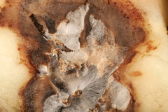 Fusarium