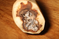 Fusarium