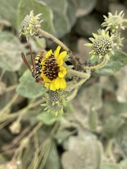 Polistes weyrauchorum