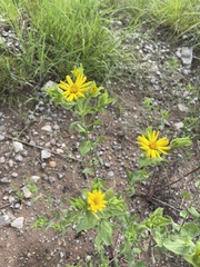 Heterotheca cryptocephala