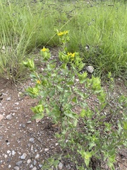 Heterotheca cryptocephala