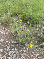 Heterotheca cryptocephala