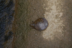 Apalone spinifera aspera