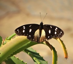 Hypolimnas anthedon wahlbergi