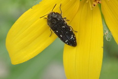Acmaeodera ornatoides