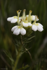 Triphysaria floribunda