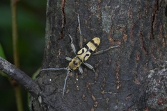 Chlorophorus signaticollis