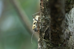 Chlorophorus signaticollis