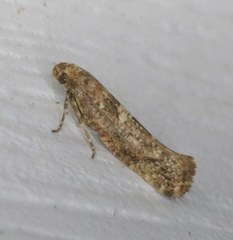 Acrolepiopsis assectella